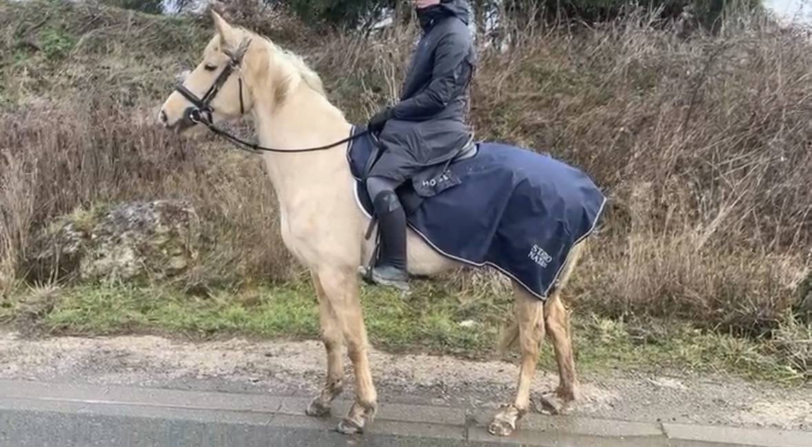 Merrie Bekend ras Te koop 2020 Palomino