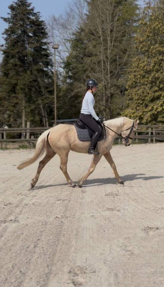 Merrie Bekend ras Te koop 2020 Palomino