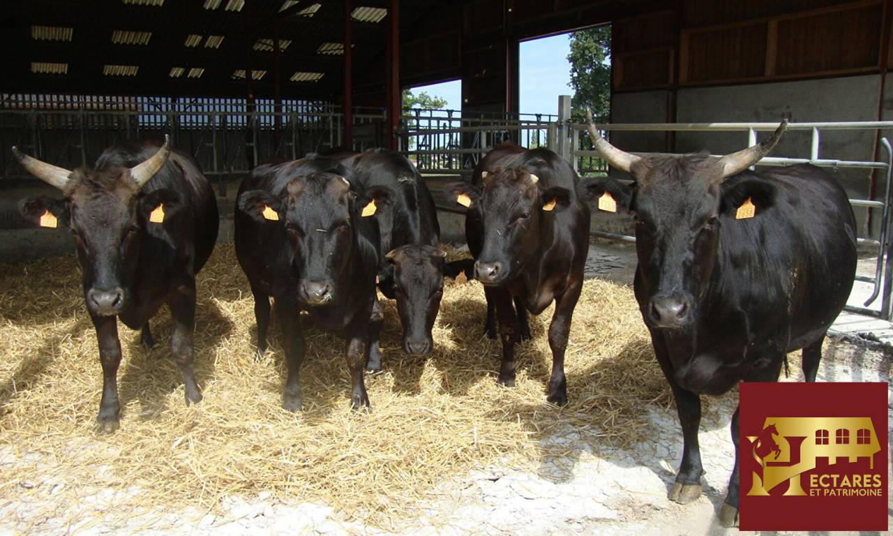 Hippisch vastgoed Koop Ain