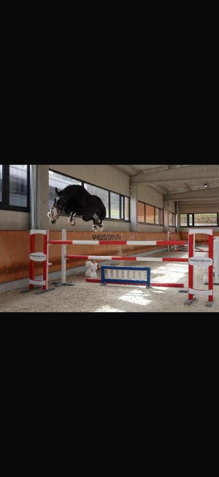Ruin BWP Belgisch volbloed Te koop 2016 Schimmel ,  El torreo de muze