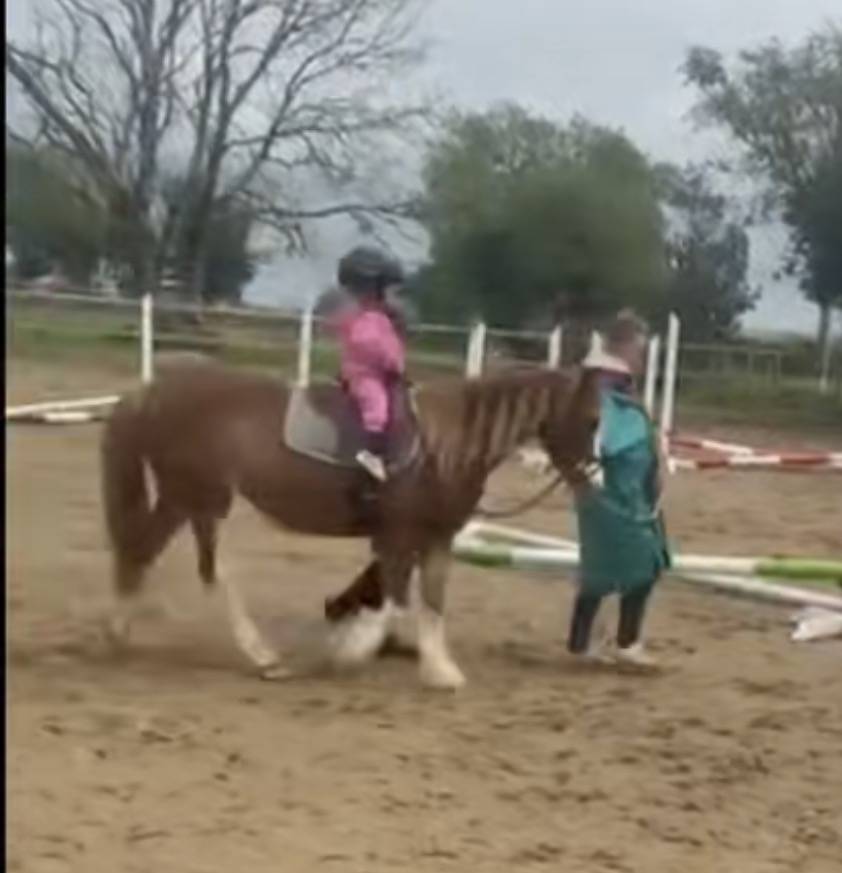 Merrie Welsh Pony (Section C) Te koop 2023 Vos ,  Goldenrina jury's out