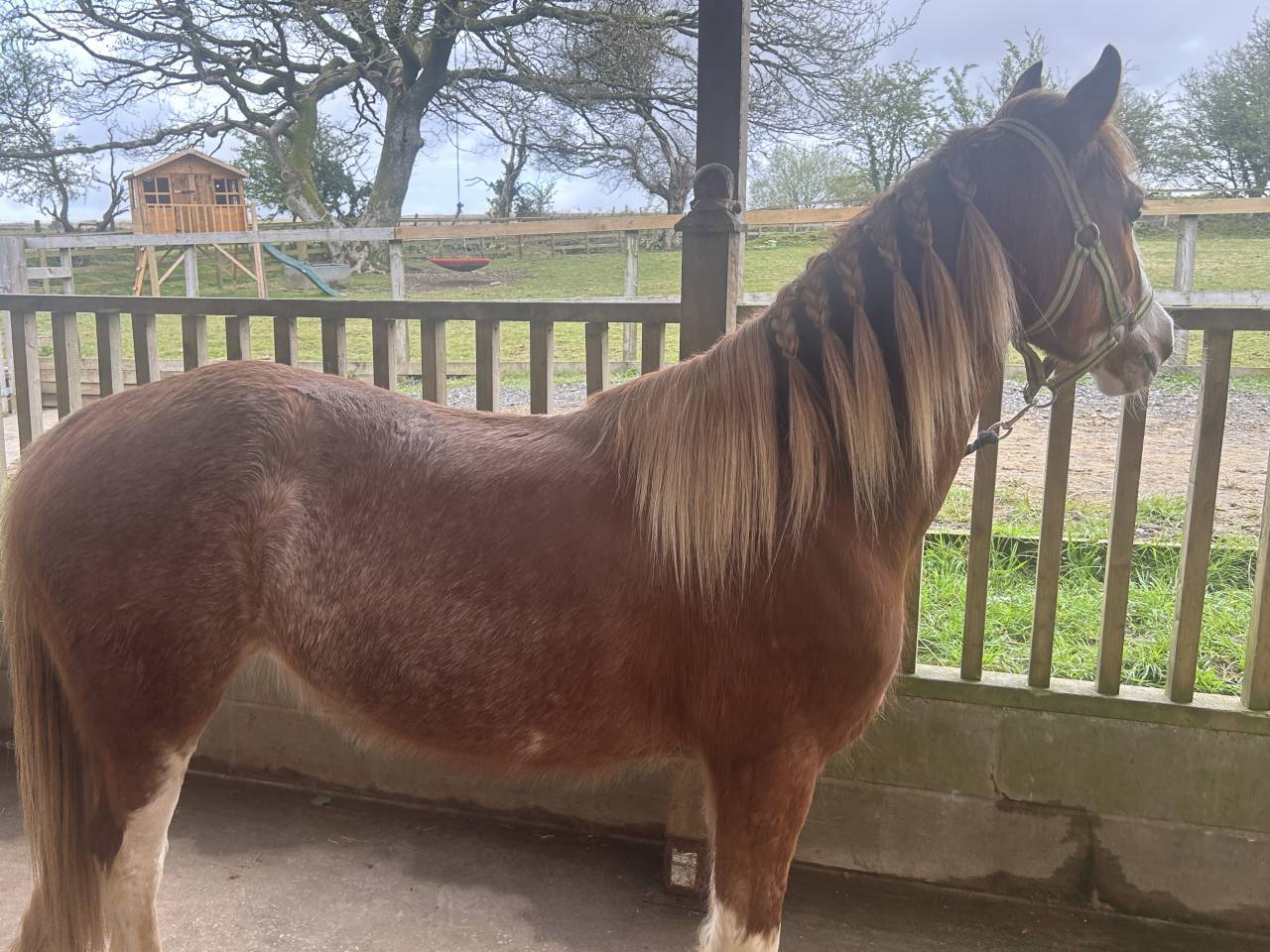 Merrie Welsh Pony (Section C) Te koop 2023 Vos ,  Goldenrina jury's out