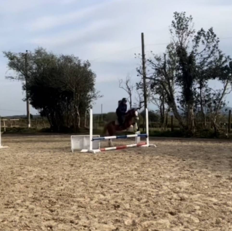 Merrie Welsh Pony (Section C) Te koop 2023 Vos ,  Goldenrina jury's out
