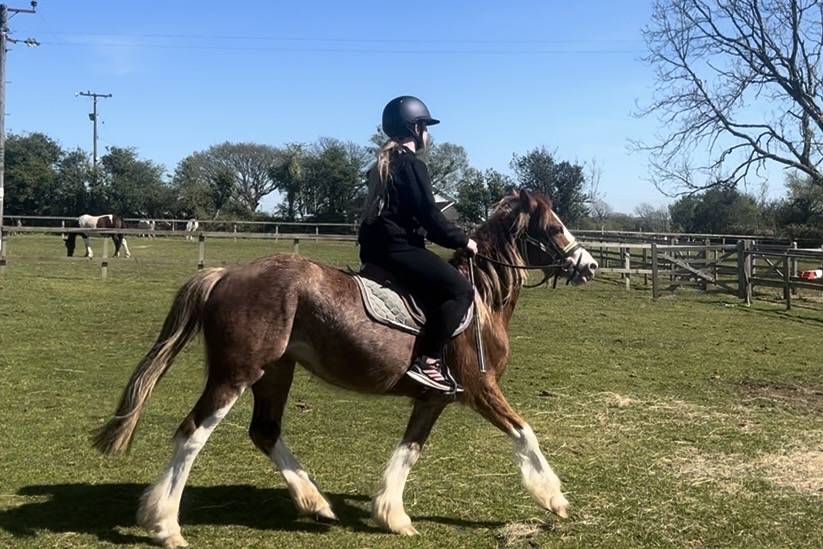 Merrie Welsh Pony (Section C) Te koop 2023 Vos ,  Goldenrina jury's out
