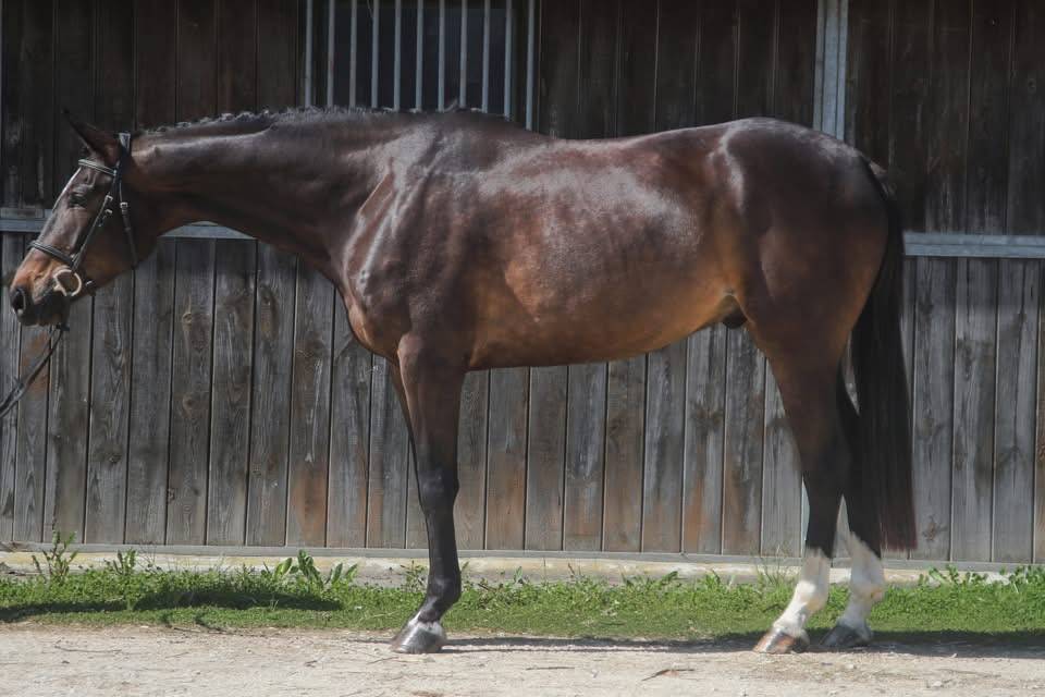 Ruin Anglo-Arabier Te koop 2022 Bruin / Bai ,  UPSILON VAN DE HEFFINCK