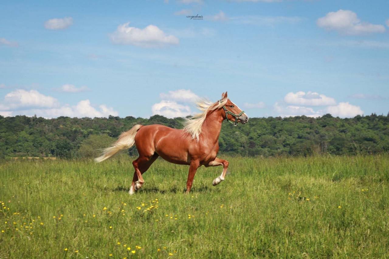 Ruin Franse rijpony PFS Te koop 2023 Palomino ,  QUABAR DES MONCEAUX