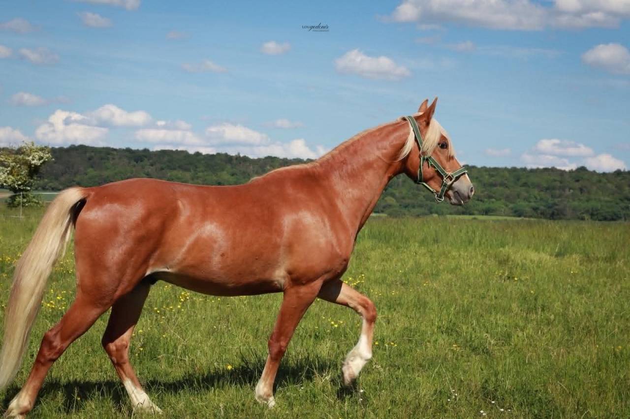 Ruin Franse rijpony PFS Te koop 2023 Palomino ,  QUABAR DES MONCEAUX