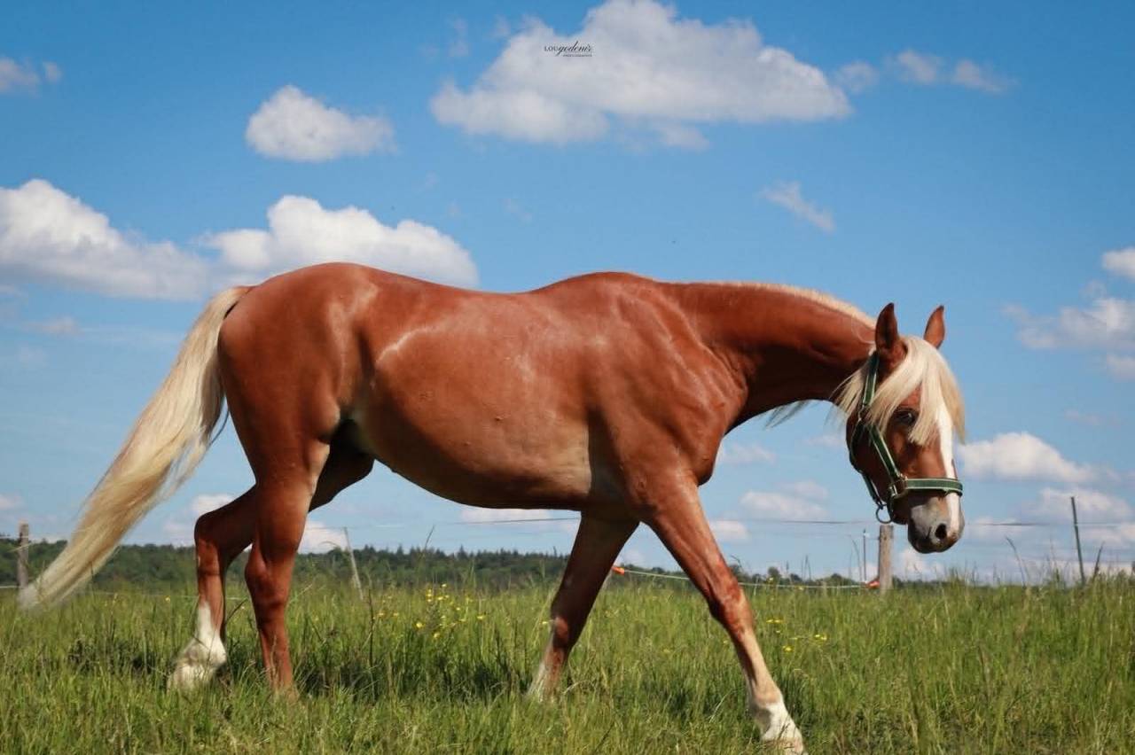 Ruin Franse rijpony PFS Te koop 2023 Palomino ,  QUABAR DES MONCEAUX