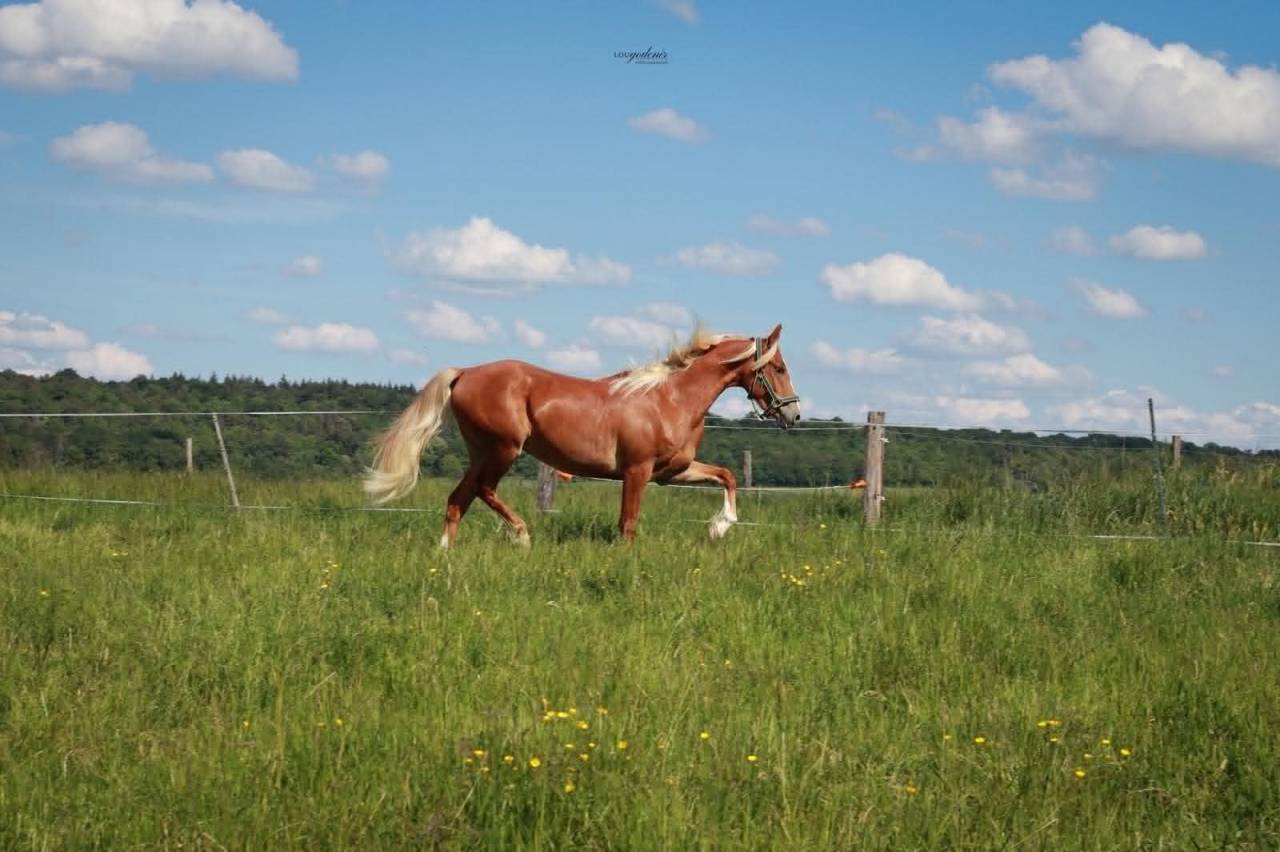 Ruin Franse rijpony PFS Te koop 2023 Palomino ,  QUABAR DES MONCEAUX