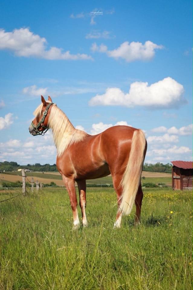 Ruin Franse rijpony PFS Te koop 2023 Palomino ,  QUABAR DES MONCEAUX