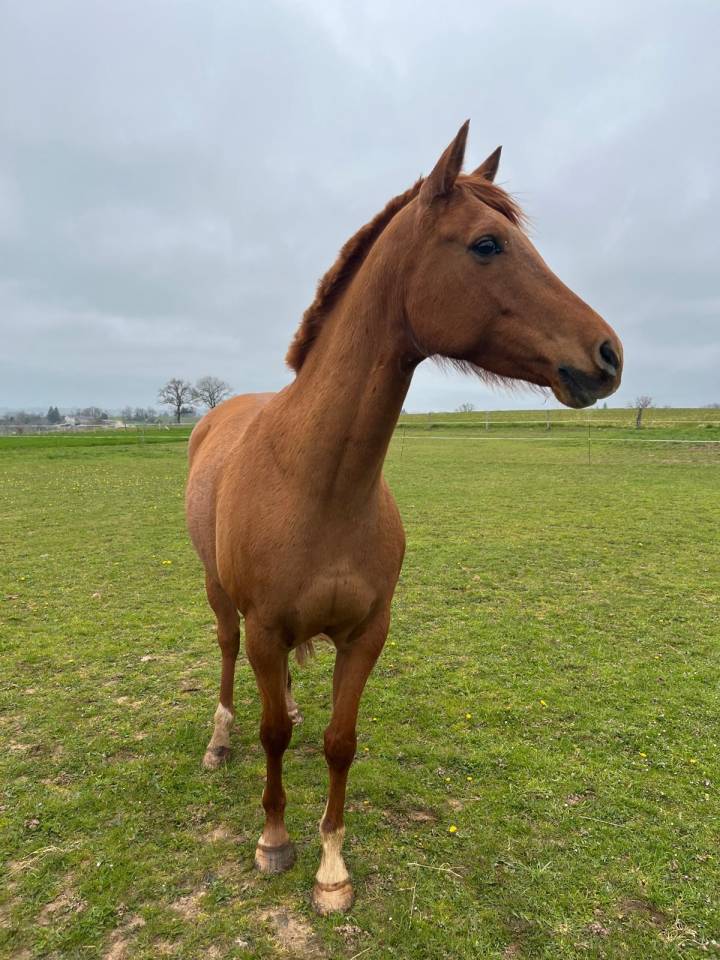 Ruin Arabisch halfbloed Te koop 2019 Vos ,  CALCIUM ARTAGNAN AA