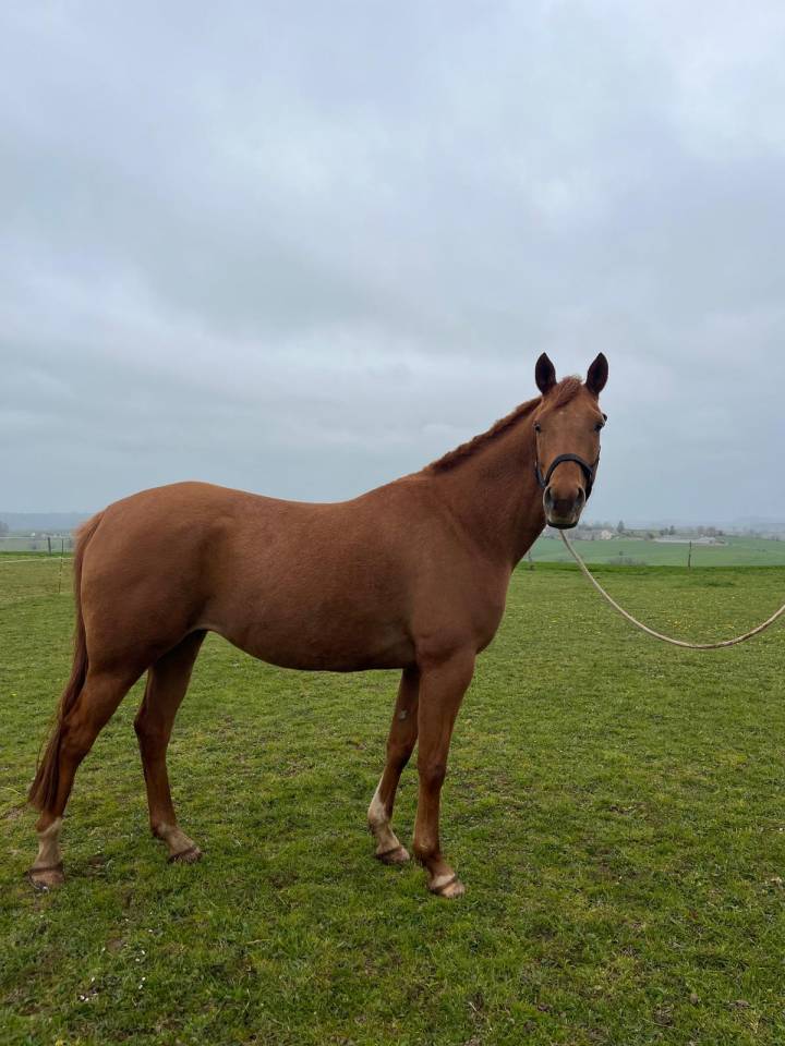 Ruin Arabisch halfbloed Te koop 2019 Vos ,  CALCIUM ARTAGNAN AA