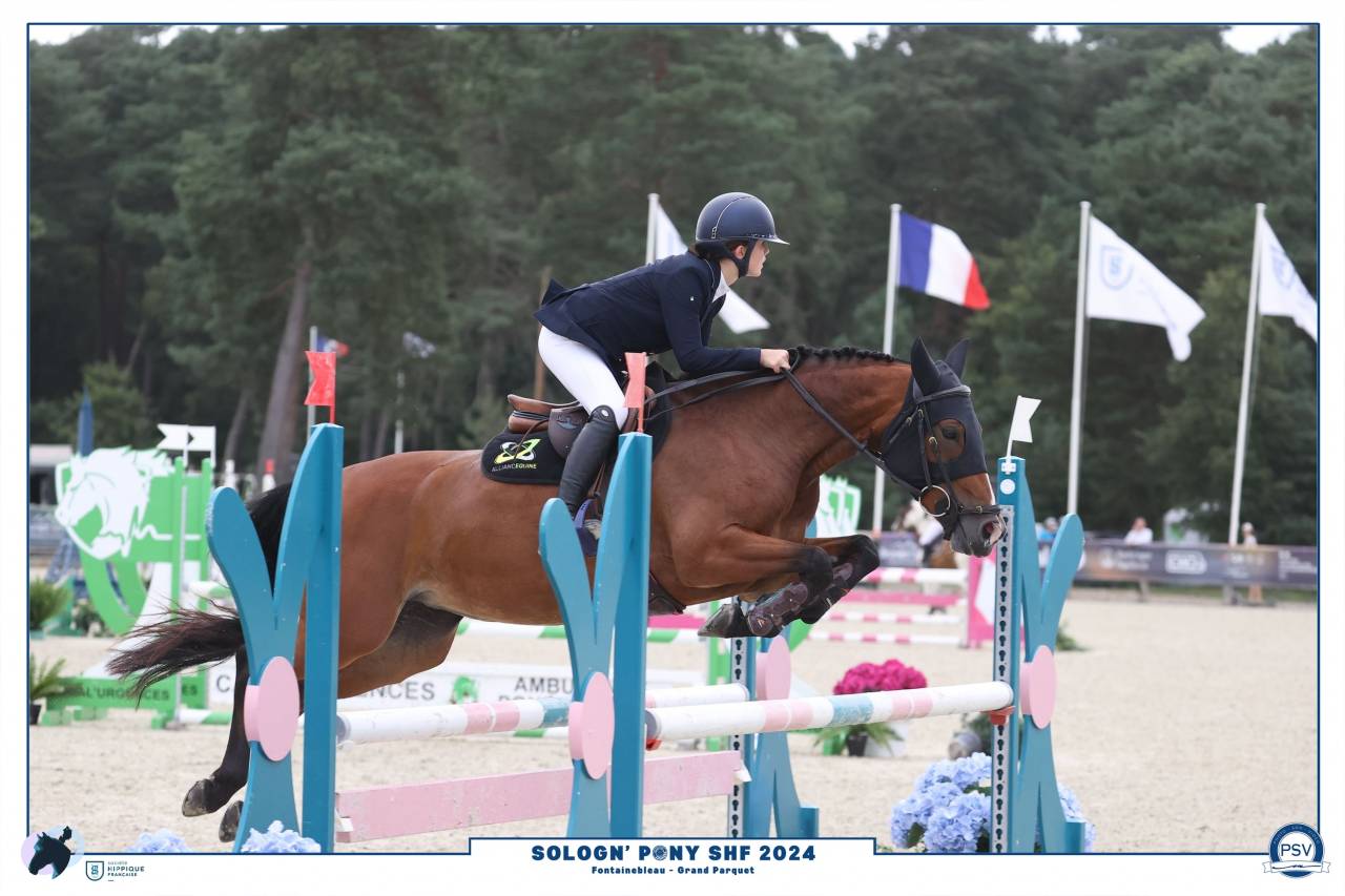 Merrie Belgische pony Te koop 2018 Donker bruin / bai