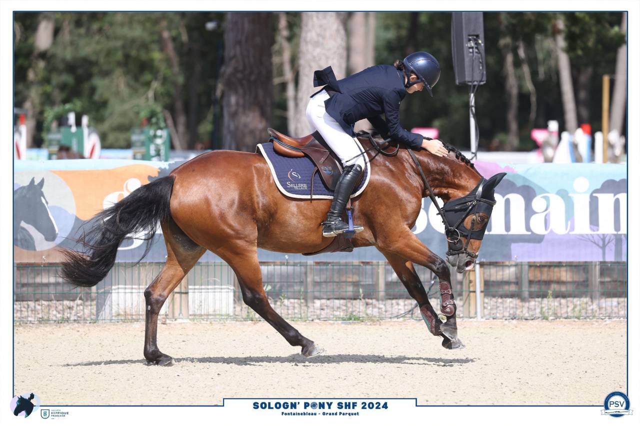 Merrie Belgische pony Te koop 2018 Donker bruin / bai