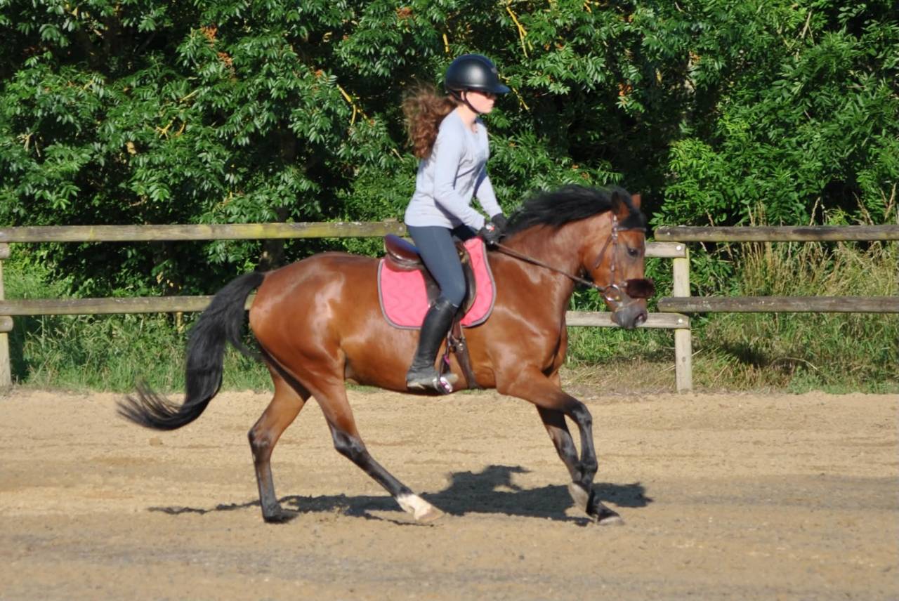 Merrie New Forest Te koop 2021 Donker bruin / bai ,  KANTJE S RONALDO