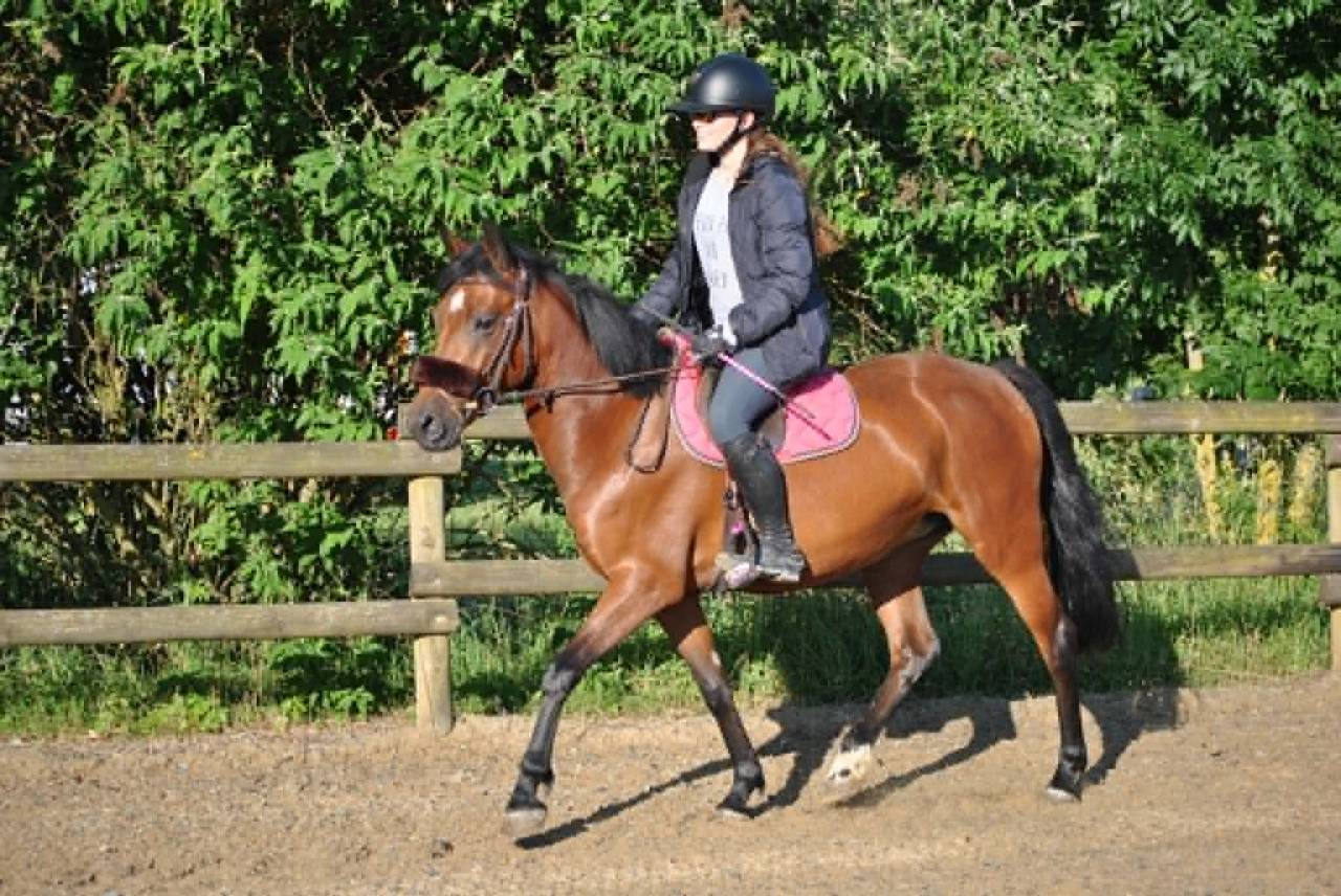 Merrie New Forest Te koop 2021 Donker bruin / bai ,  KANTJE S RONALDO