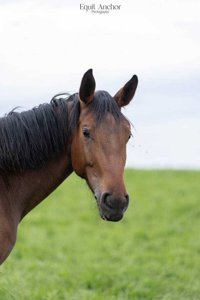 Merrie Selle Fran&ccedil;ais Te koop 2022 Donker bruin / bai ,  CANTURO