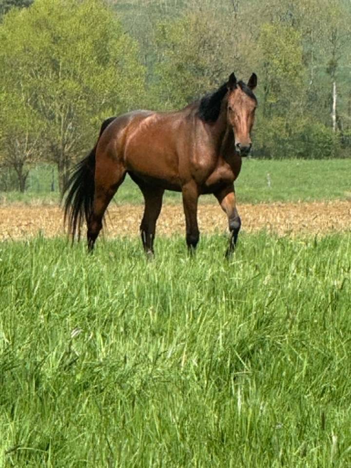 Merrie Selle Fran&ccedil;ais Te koop 2022 Donker bruin / bai ,  CANTURO
