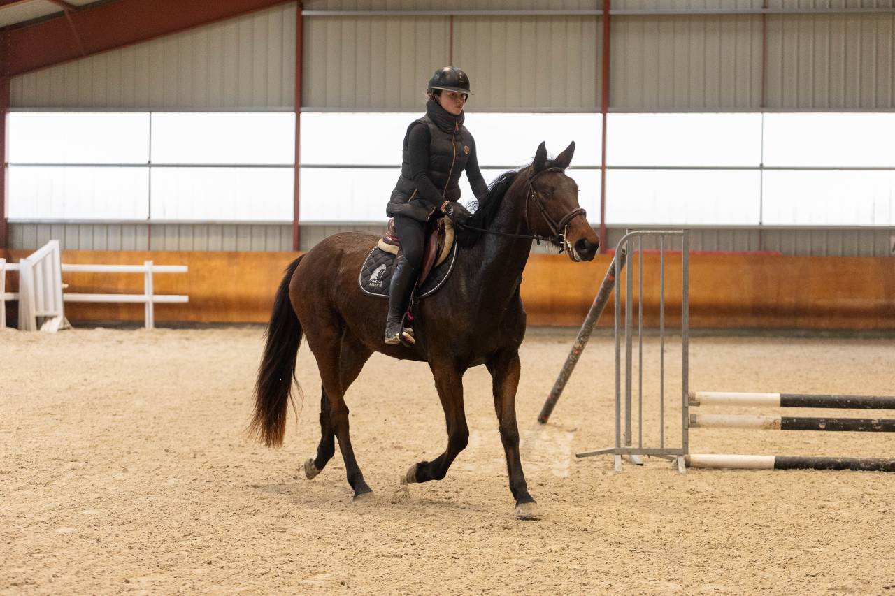 Merrie Selle Fran&ccedil;ais Te koop 2022 Donker bruin / bai ,  CANTURO