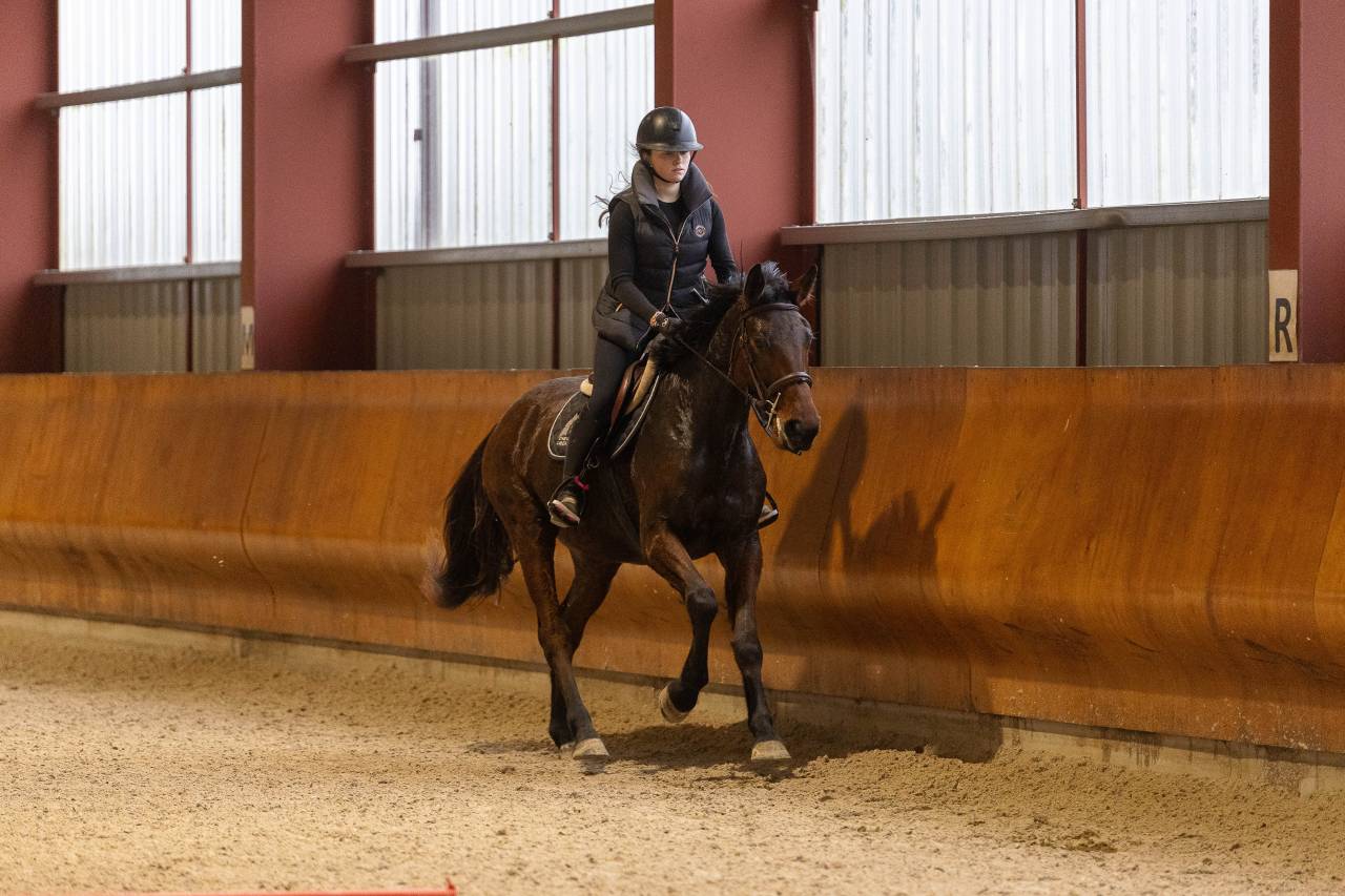 Merrie Selle Fran&ccedil;ais Te koop 2022 Donker bruin / bai ,  CANTURO