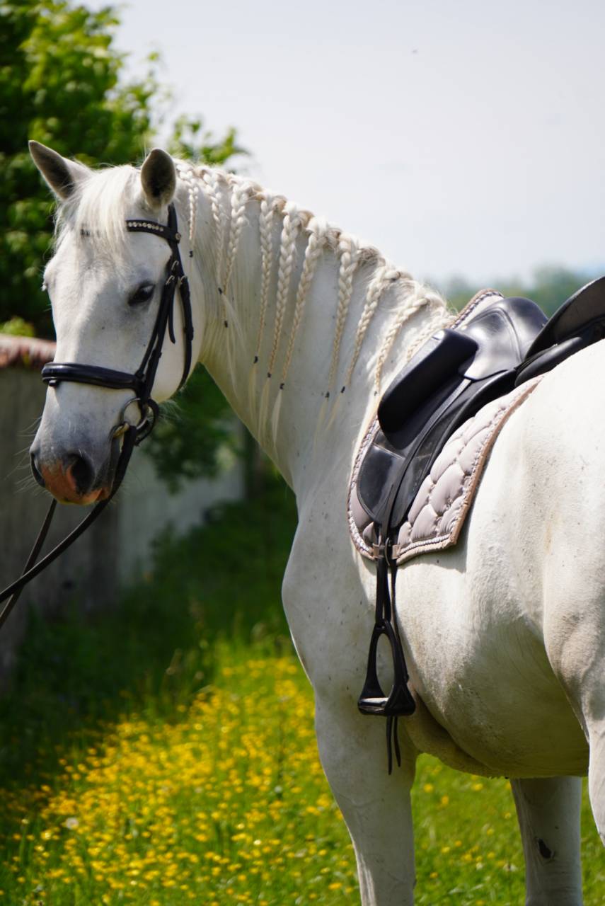 Ruin Lipizzan Te koop 2018 Schimmel
