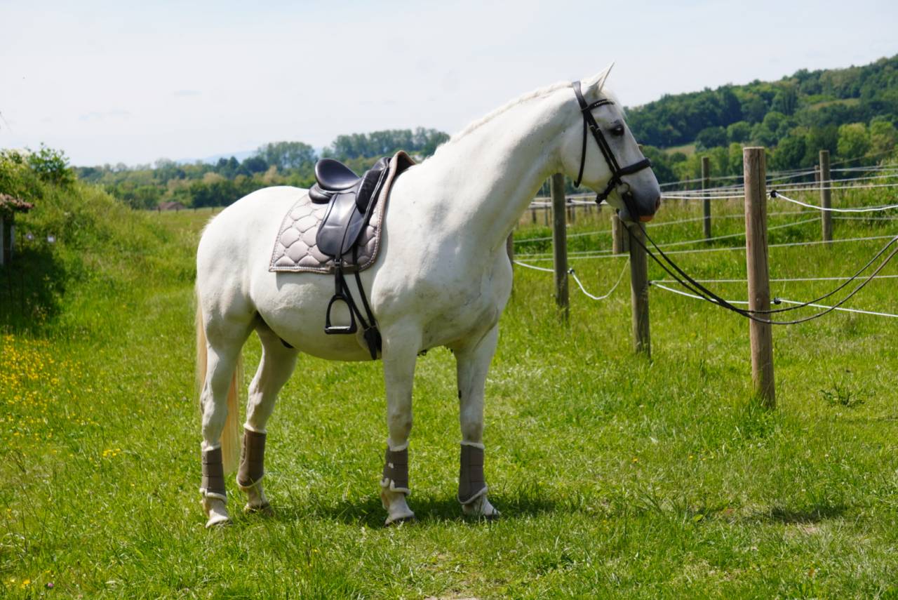 Ruin Lipizzan Te koop 2018 Schimmel