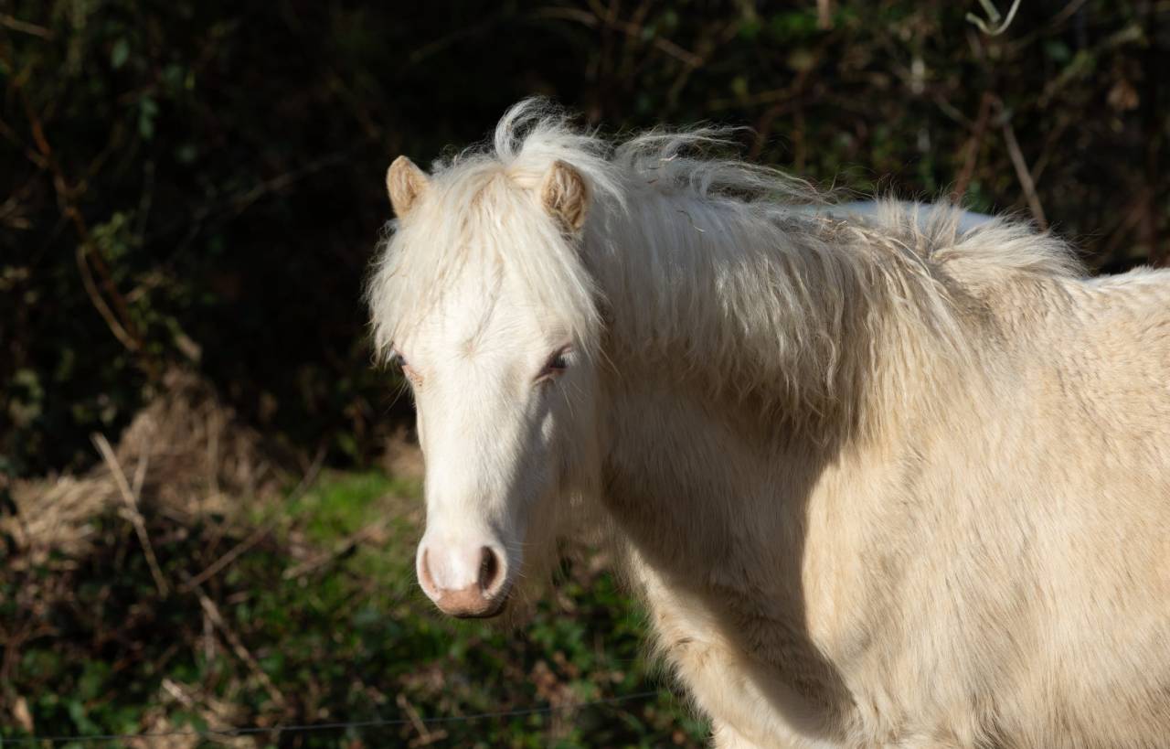 Hengst Welsh Pony (Section A) Te koop 2025 Cr&egrave;me