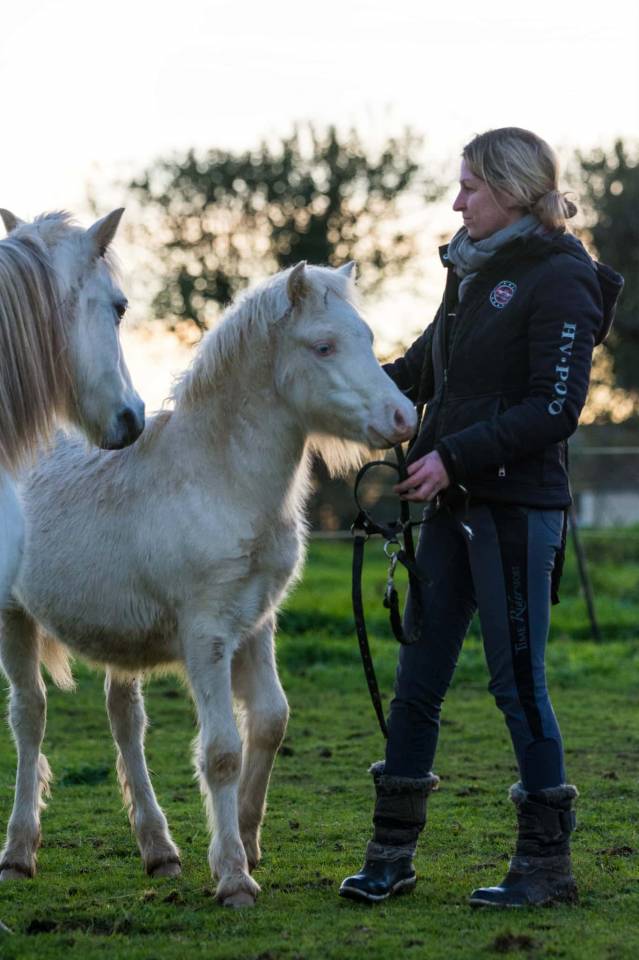Hengst Welsh Pony (Section A) Te koop 2025 Cr&egrave;me