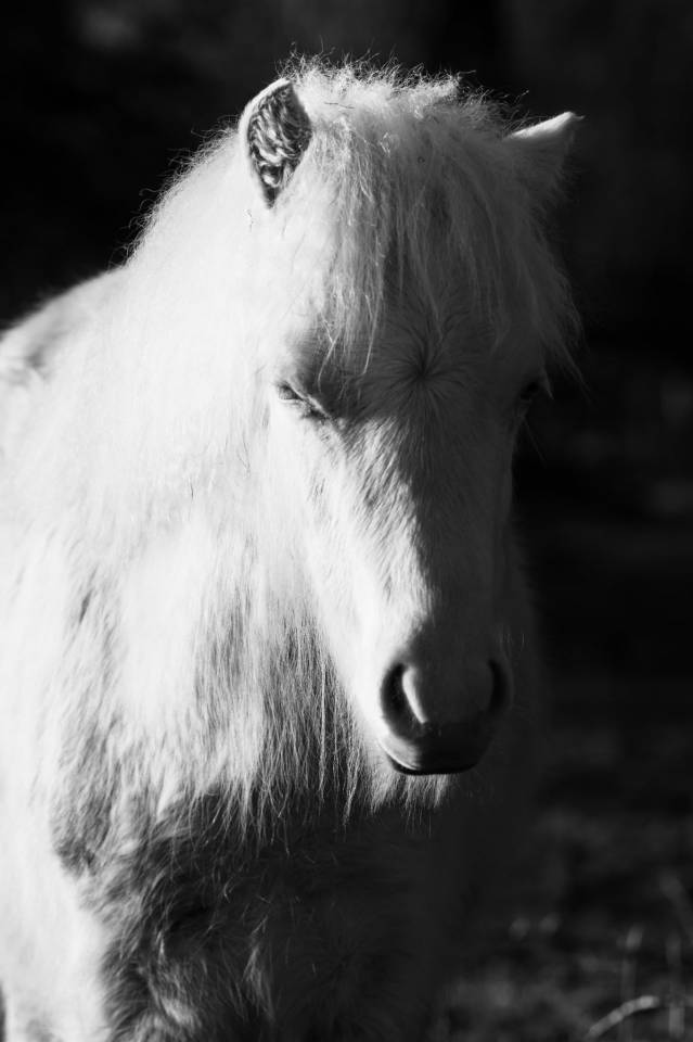 Hengst Welsh Pony (Section A) Te koop 2025 Cr&egrave;me
