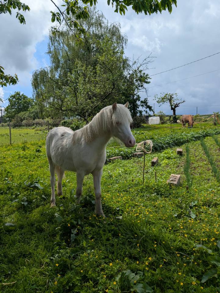 Hengst Welsh Pony (Section A) Te koop 2025 Cr&egrave;me