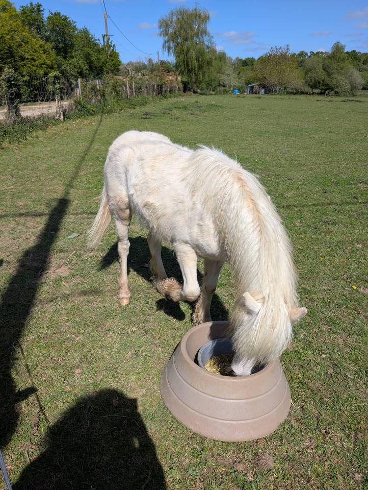 Hengst Welsh Pony (Section A) Te koop 2025 Cr&egrave;me