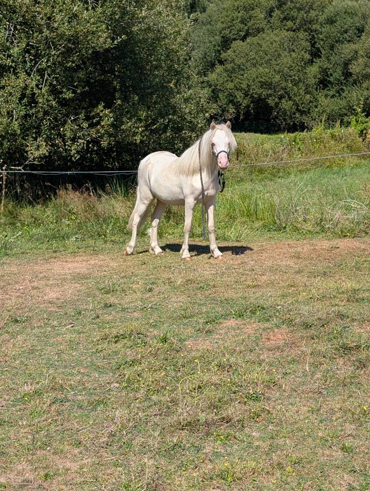 Hengst Welsh Pony (Section A) Te koop 2025 Cr&egrave;me