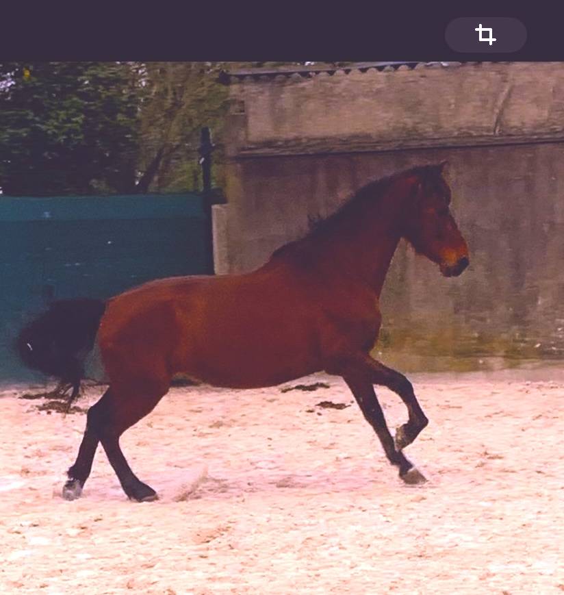 Ruin PRE Puur Ras Spaans Te koop 2017 Bruin / Bai