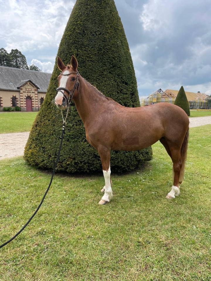 Merrie Franse rijpony PFS Te koop 2019 Vos ,  POPSTAR DES NOUETTES