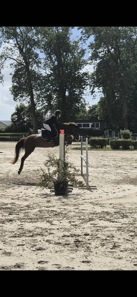 Merrie Franse rijpony PFS Te koop 2019 Vos ,  POPSTAR DES NOUETTES
