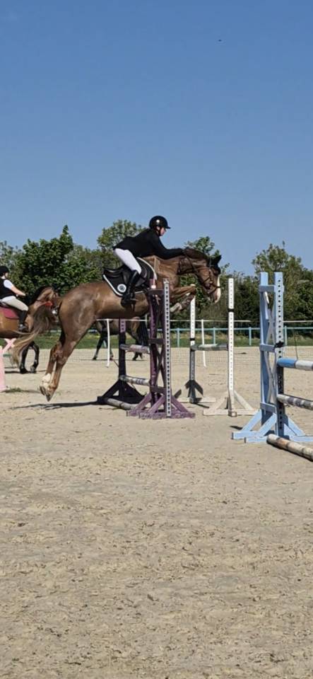 Merrie Franse rijpony PFS Te koop 2019 Vos ,  POPSTAR DES NOUETTES