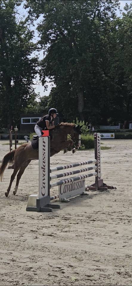 Merrie Franse rijpony PFS Te koop 2019 Vos ,  POPSTAR DES NOUETTES