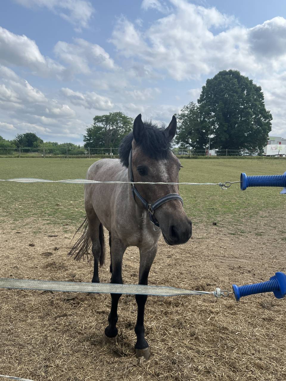 Hengst Franse rijpony PFS Te koop 2023 Overige kleuren ,  DEXTER LEAM PONDY
