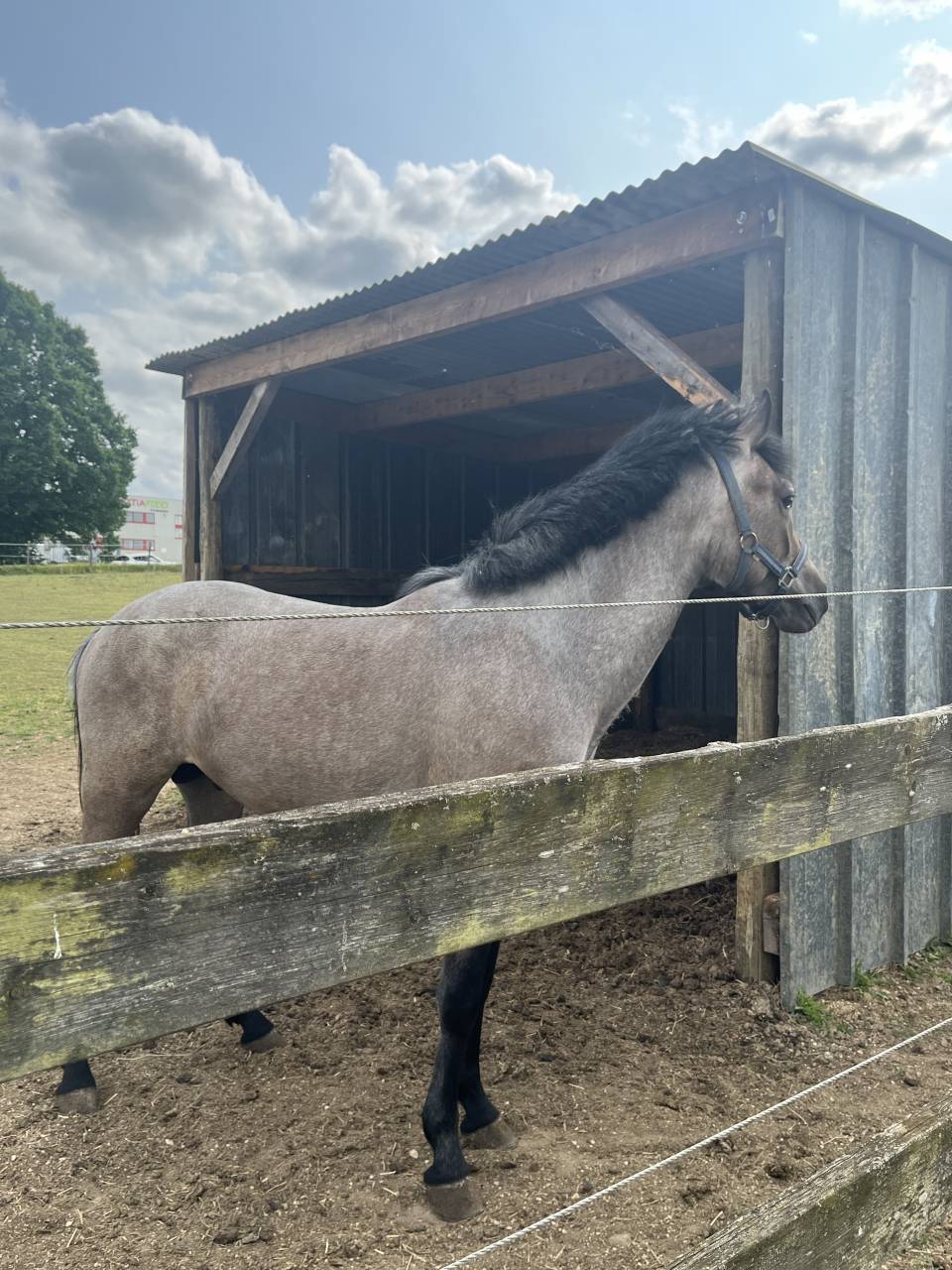 Hengst Franse rijpony PFS Te koop 2023 Overige kleuren ,  DEXTER LEAM PONDY