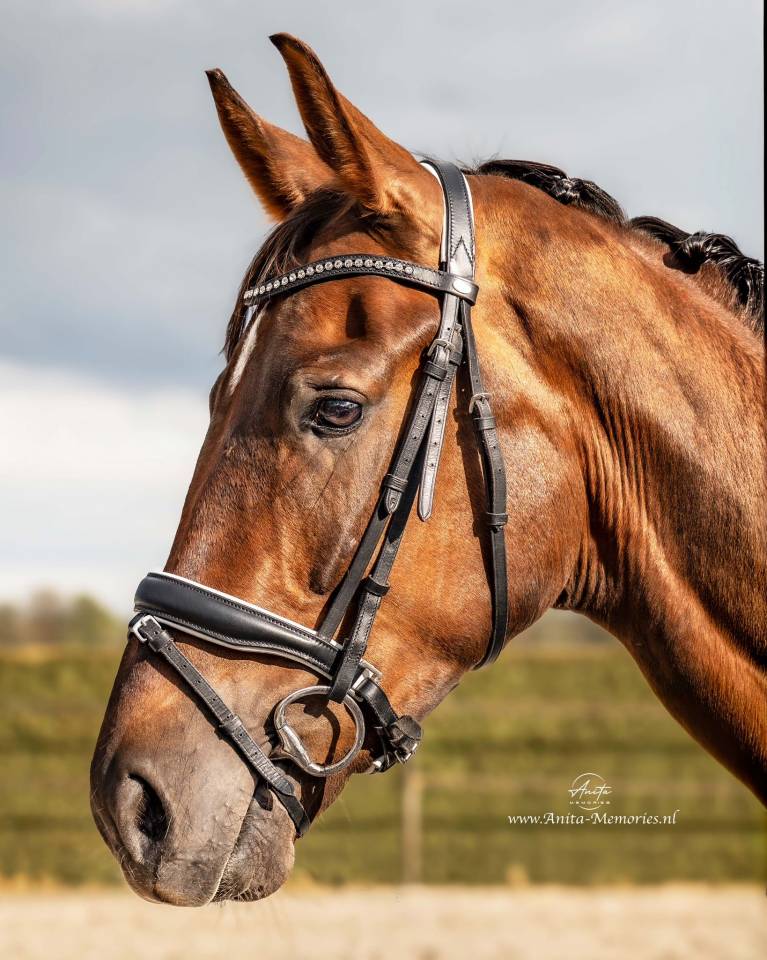 Talentvolle 4‑jarige ruin te koop