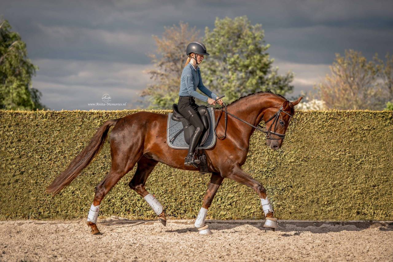 Talentvolle 4‑jarige ruin te koop