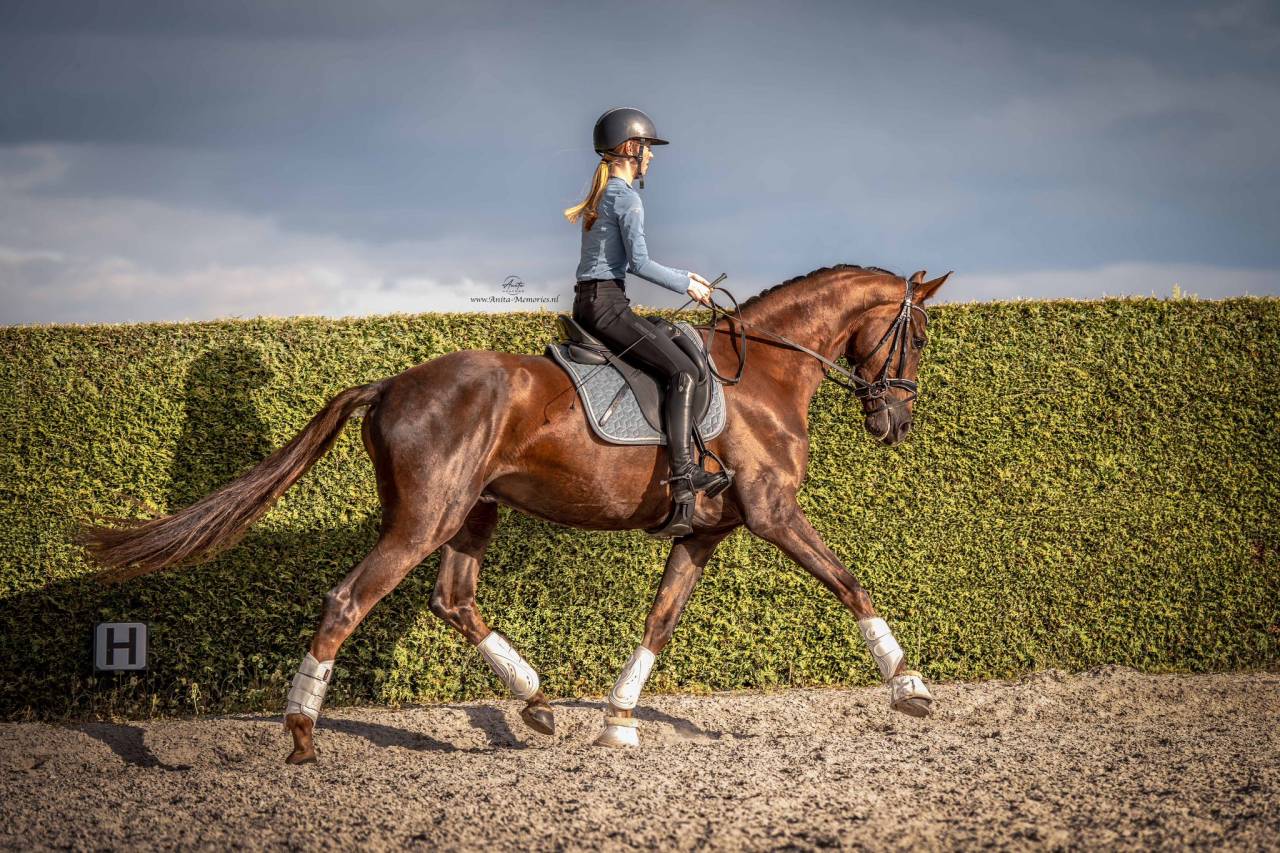 Talentvolle 4‑jarige ruin te koop