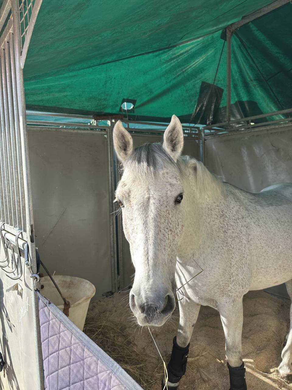 Ruin Franse rijpony PFS Te koop 2016 Schimmel