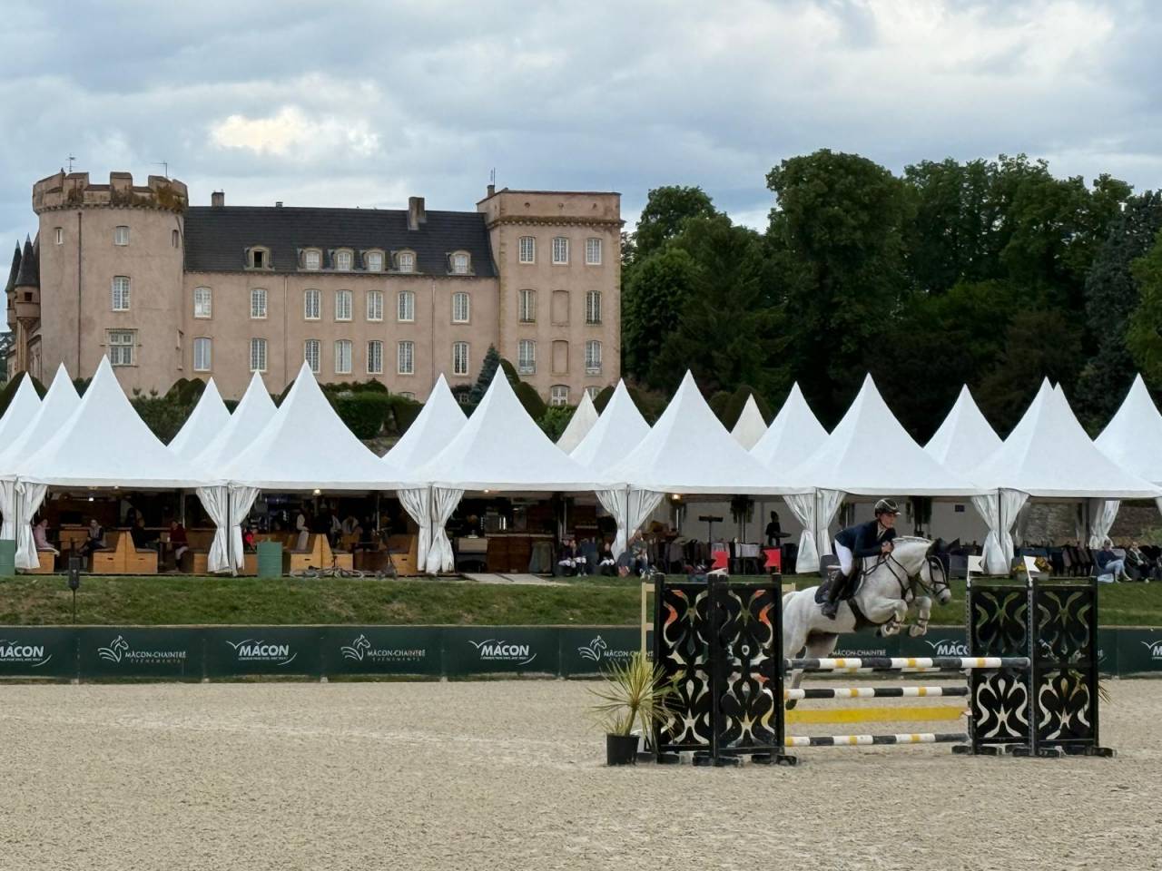 Ruin Franse rijpony PFS Te koop 2016 Schimmel