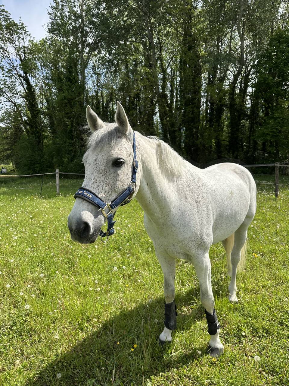 Ruin Franse rijpony PFS Te koop 2016 Schimmel