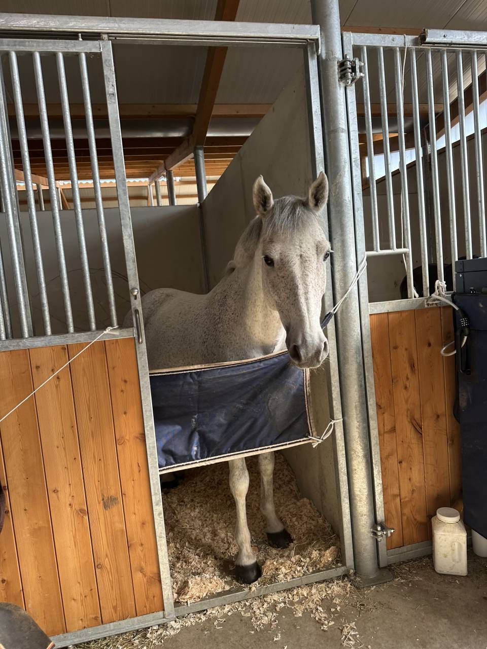 Ruin Franse rijpony PFS Te koop 2016 Schimmel