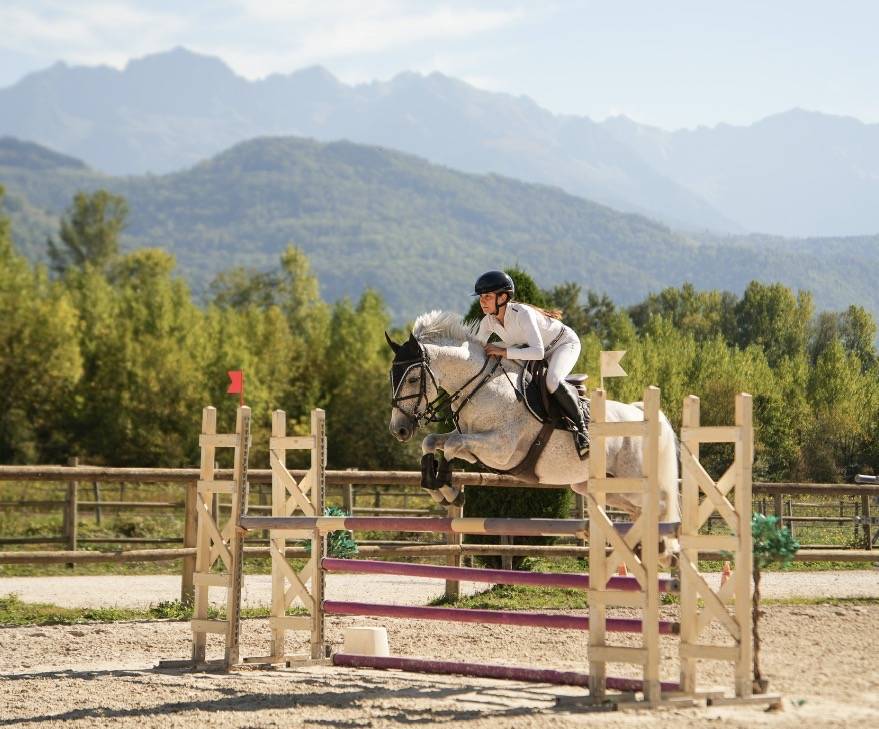 Ruin Franse rijpony PFS Te koop 2016 Schimmel