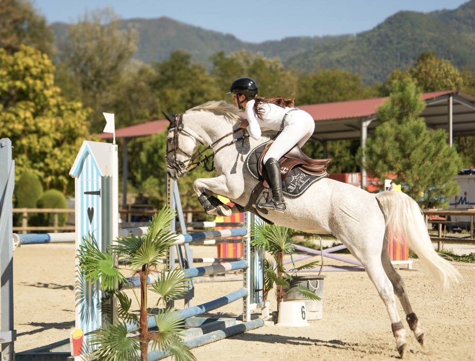 Ruin Franse rijpony PFS Te koop 2016 Schimmel