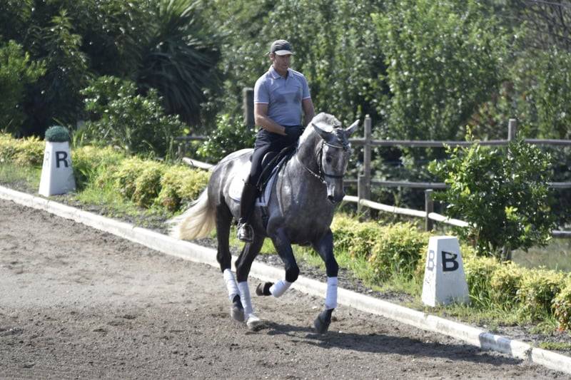 Ruin PRE Puur Ras Spaans Te koop 2021 Schimmel ,  Cascabel G