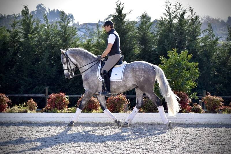 Ruin PRE Puur Ras Spaans Te koop 2021 Schimmel ,  Cascabel G